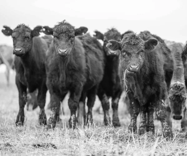 Beef Cows Calves Grazing Grass Australia Eating Hay Silage Breeds — Stock Photo, Image