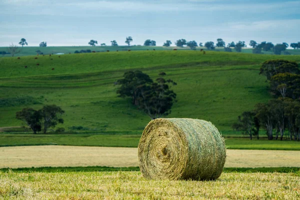 澳大利亚农场的牧场农业景观 有起伏的山丘和田野里的奶牛 美丽的绿草 肥牛和公牛在牧场上吃草 — 图库照片