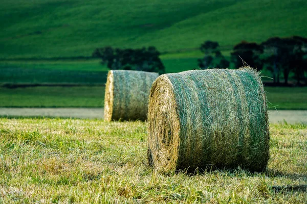 Paesaggio Zootecnico Con Dolci Colline Mucche Nei Campi Australia Bella — Foto Stock