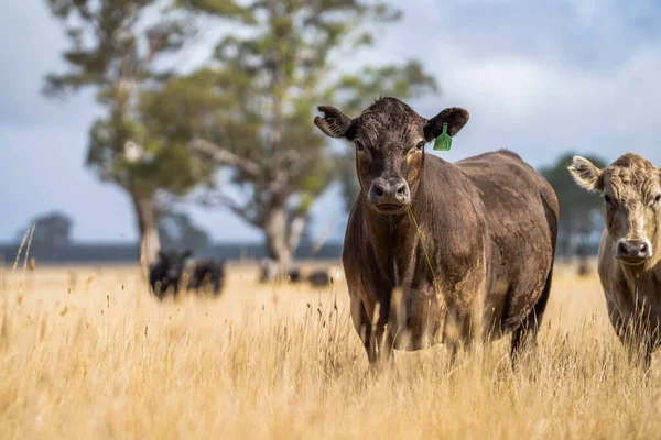 Primer Plano Los Toros Stud Beef Las Vacas Que Pastan —  Fotos de Stock