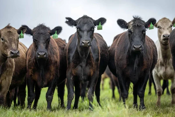 Vacas Res Terneros Pastando Hierba Australia Comiendo Heno Ensilado Razas — Foto de Stock