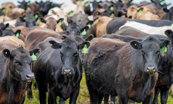 Beef cows and calves grazing on grass in Australia. Eating hay and silage. breeds include speckled park, murray grey, angus, brangus and dairy cows.