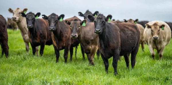 Avustralya 'da bir çiftlik çiftliğinde otlayan sığır ve buzağılara yakından bakın. Saman yiyen sığırlar. Cinsler arasında benekli park, Murray Grey, angus, Brangus, hereford, wagyu, süt inekleri,.