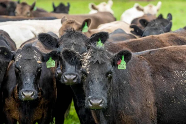 Primer Plano Vacas Terneros Pastando Hierba Australia Rancho Agrícola Ganado — Foto de Stock