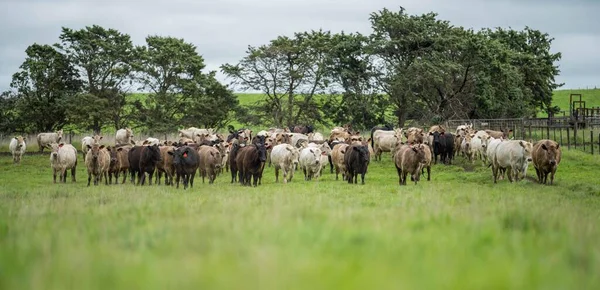 Primer Plano Vacas Terneros Pastando Hierba Australia Rancho Agrícola Ganado —  Fotos de Stock