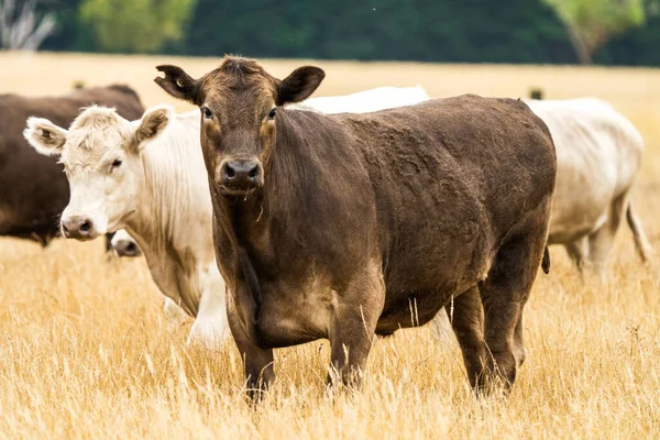 Gros Plan Taureaux Vaches Boucherie Broutant Sur Herbe Sèche Dans — Photo