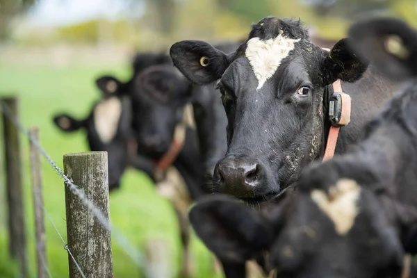 Stud Angus Wagyu Murray Szürke Tej Marhahús Tehenek Bikák Legelésznek — Stock Fotó