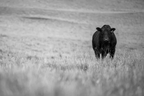 Stud Angus Wagyu Murray Grey Dairy Beef Vaches Taureaux Broutant — Photo