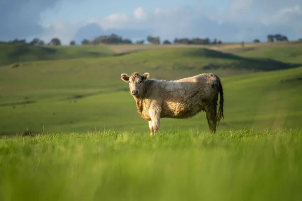 Stud Angus Wagyu Murray Grey Vacche Latte Manzo Tori Pascolo — Foto Stock