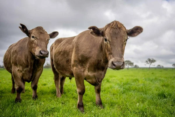 Stud Angus Wagyu Murray Grey Lácteos Carne Vacuno Vacas Toros —  Fotos de Stock