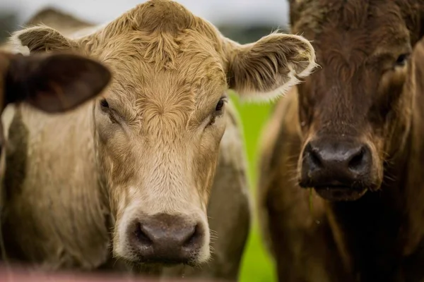 Vacas Ternera Toros Pastando Hierba Verde Australia Razas Incluyen Parque —  Fotos de Stock