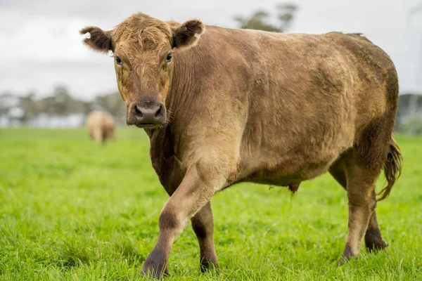 Stud Rundvlees Koeien Stieren Grazen Groen Gras Australië Rassen Zijn — Stockfoto
