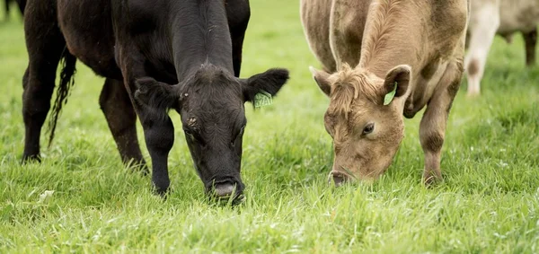 Close Touros Stud Beef Vacas Pastando Grama Campo Austrália Comer — Fotografia de Stock