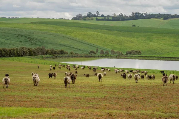 Pastoreio Vacas Corte Bezerros Pastando Grama Austrália Uma Fazenda Agrícola — Fotografia de Stock