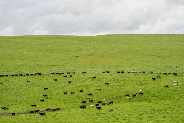 Herding Beef Cows Calves Grazing Grass Australia Farming Ranch Cattle — Stock Photo, Image