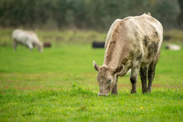 Vaca Pie Paddock —  Fotos de Stock