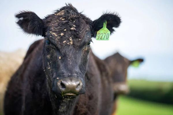 Vacas Ternera Toros Pastando Hierba Verde Australia Razas Incluyen Parque — Foto de Stock