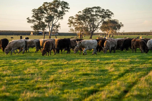 Primer Plano Vacas Terneros Pastando Hierba Australia Rancho Agrícola Ganado —  Fotos de Stock