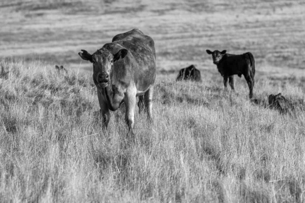 Primer Plano Vacas Terneros Pastando Hierba Australia Rancho Agrícola Ganado —  Fotos de Stock