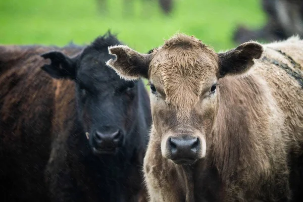 Vacas Angus Pretas Que Pastam Silhueta Contra Céu Pôr Sol — Fotografia de Stock