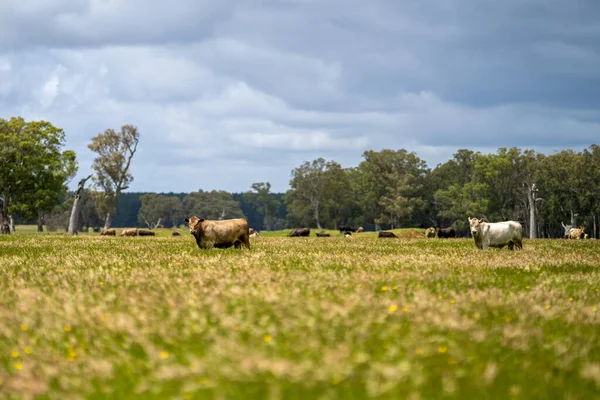 오스트레일리아 밭에서 송아지등을 가까이 수있다 품종으로 회오리 여름에 목장에서 구스와 — 스톡 사진