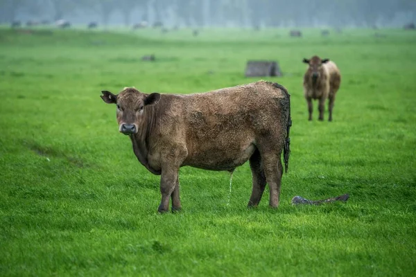 Vacas Angus Negras Pastando Silueta Contra Cielo Atardecer —  Fotos de Stock