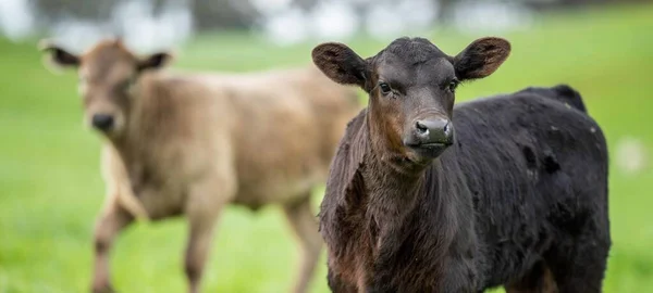 cows in the field, grazing on grass and pasture in Australia, on a farming ranch. Cattle eating hay and silage. breeds include speckled park, Murray grey, angus, Brangus, hereford, wagyu, dairy cows.