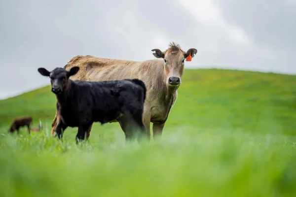 Vaches Dans Les Champs Pâturant Sur Herbe Les Pâturages Australie — Photo