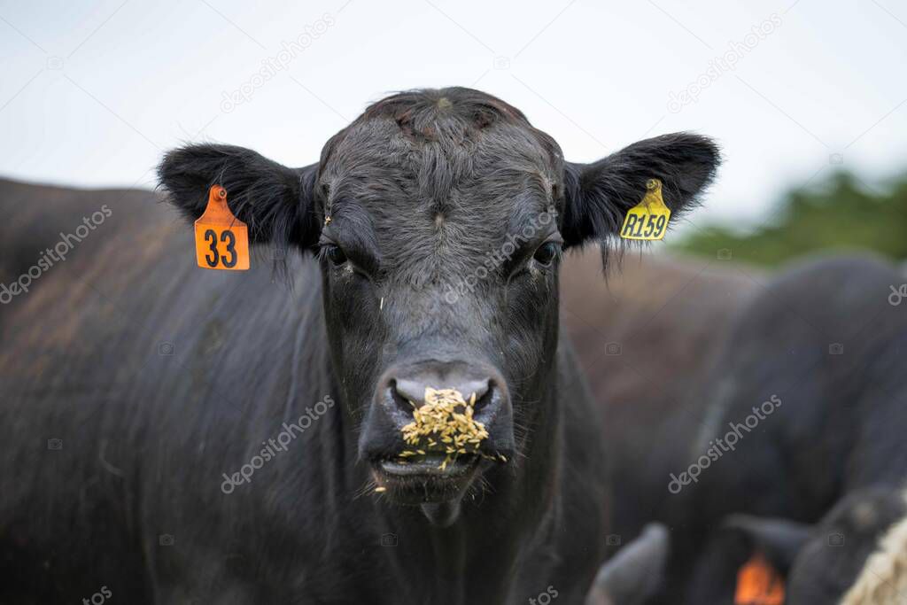 Close up of Stud Beef bulls, cows and calves grazing on grass in a field, in Australia. breeds of cattle include speckled park, murray grey, angus, brangus and wagyu eating grain and wheat.
