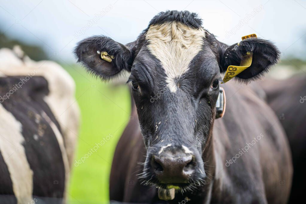 Stud Angus, wagyu, Murray grey, Dairy and beef Cows and Bulls grazing on grass and pasture. The animals are organic and free range, being grown on an agricultural farm in Australia.