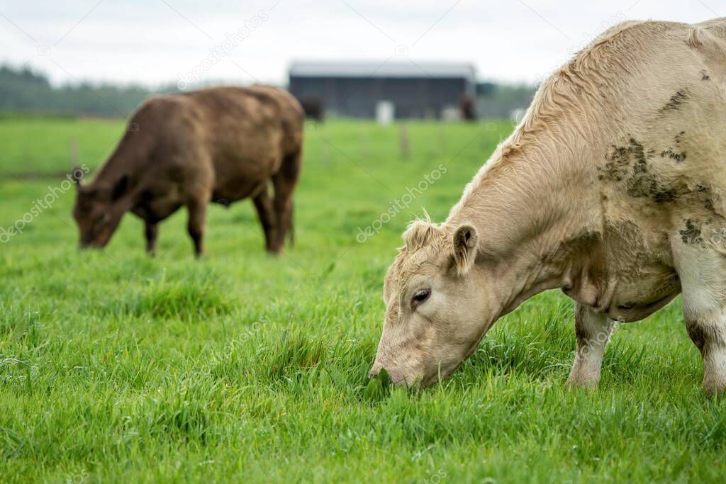 Close up of cows in a field, grazing on pasture, in Australia