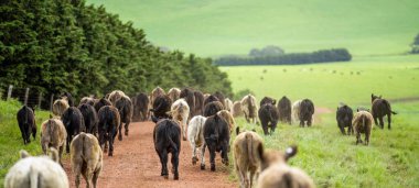 Avustralya 'da bir tarlada otlayan damızlık sığır, inek ve buzağılara yakın bir yerde. Sürü cinsleri arasında benek parkı, murray grisi, angus, brangus ve wagyu bahar ve yaz otlaklarında bulunur..