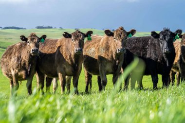 Avustralya 'da yeşil çimlerde otlayan damızlık sığır ve boğalar benekli park, Murray Grey, Angus ve Brangus' u kapsar..