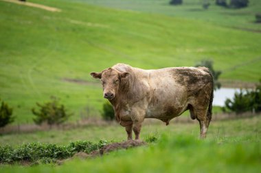 Avustralya 'da bir tarlada otlayan damızlık sığır, inek ve buzağılara yakın bir yerde. Sürü türleri arasında benekli park, Murray Grey, Angus, Brangus ve Wagyu bahar ve yaz aylarında uzun otlaklarda bulunur..