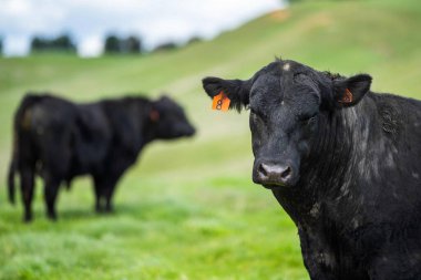 Avustralya 'da bir tarlada otlayan damızlık sığır, inek ve buzağılara yakın bir yerde. Sürü türleri arasında benekli park, Murray Grey, Angus, Brangus ve Wagyu bahar ve yaz aylarında uzun otlaklarda bulunur..