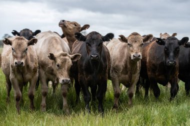 Aygır Angus, wagyu, benek parkı, Murray Grey, Süt Ürünleri, sığır İnekleri ve bir tarlada otlayan boğalar. Avustralya 'da bir tarım çiftliğinde yetiştirilen hayvanlar organik ve serbest..