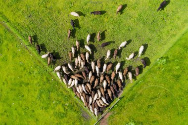 Aygır Angus, wagyu, benek parkı, Murray Grey, Süt Ürünleri, sığır İnekleri ve bir tarlada otlayan boğalar. Avustralya 'da bir tarım çiftliğinde yetiştirilen hayvanlar organik ve serbest..