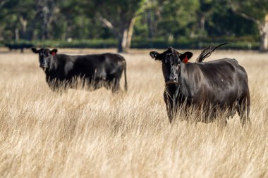 Avustralya 'da bir tarlada otlayan damızlık sığır, inek ve buzağılara yakın bir yerde. Sığır türleri arasında benekli park, Murray Grey, Angus, Brangus ve Wagyu yaz aylarında uzun otlaklarda bulunur..