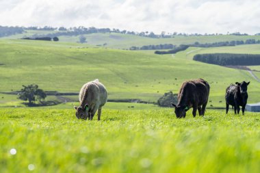 Aygır Angus, wagyu, Murray Grey, Süt Ürünleri ve Sığır İnekleri ve Çim ve Pasuture otlayan Boğalar. Avustralya 'da bir tarım çiftliğinde yetiştirilen hayvanlar organik ve serbest..