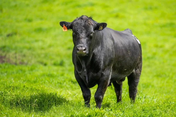 Primer Plano Los Toros Stud Beef Vacas Terneros Pastando Hierba — Foto de Stock