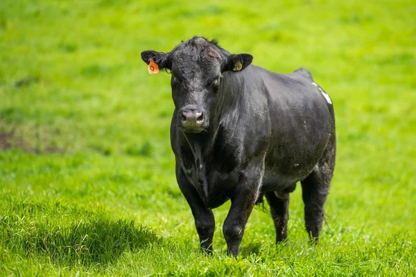 Großaufnahme Von Stud Beef Bullen Kühen Und Kälbern Die Auf — Stockfoto