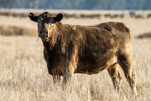 种马的安格斯 马车雨 穆雷灰色 奶牛和牛群在田里吃草和放牧 这些动物是有机和自由的 在干旱期间生长在澳大利亚的一个农场里 — 图库照片