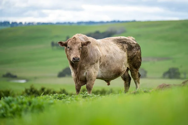 在澳大利亚的一个田野里 靠近正在吃草的种马的公牛 奶牛和小牛 在春夏两季的漫长草原上 牛的品种包括斑斑的公园 朦胧的灰色 Angus Brangus和Wagyu — 图库照片