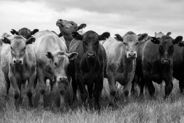 Stud Angus Wagyu Parque Motas Gris Murray Lácteos Carne Vacuno — Foto de Stock