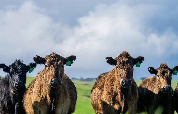 Stud Angus Wagyu Murray Grey Dairy Beef Koeien Stieren Grazen — Stockfoto