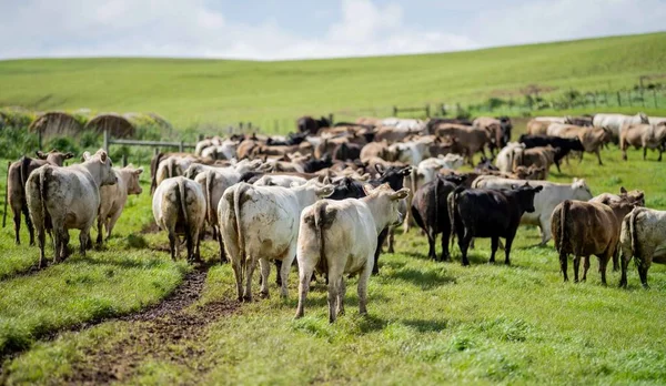 Primer Plano Los Toros Stud Beef Las Vacas Que Pastan —  Fotos de Stock