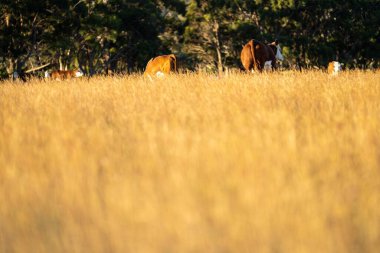 Tarlada kahverengi bir at