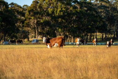 Kırsalda bir çiftlikte inekler