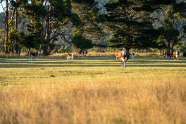 Çayırdaki vahşi at sürüsü.