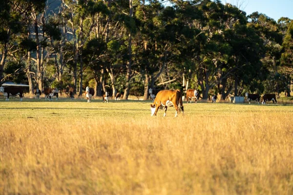 Alanını otlatma at sürüsü